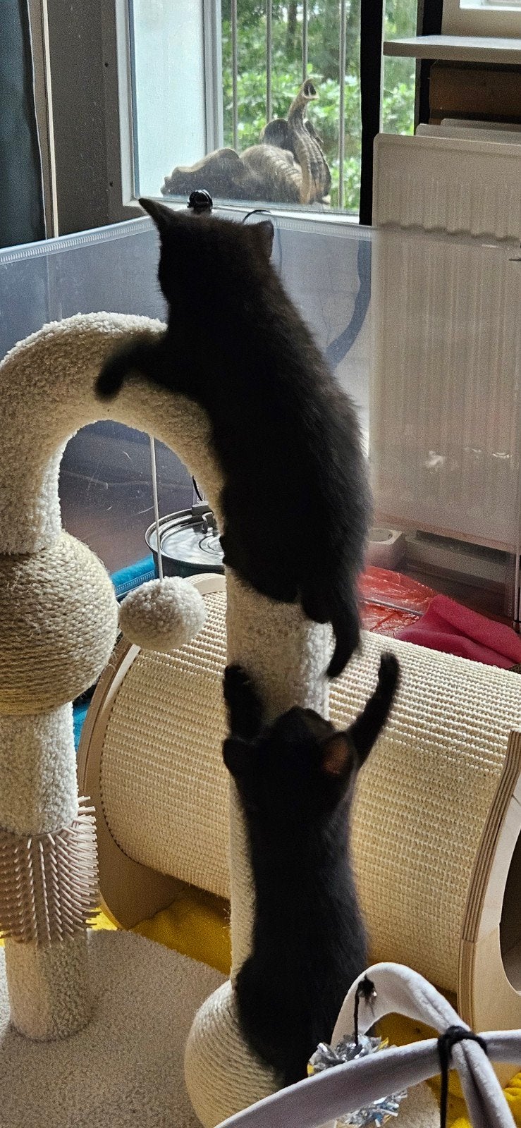 2 super speelse kittens, Meerdere dieren, Kortharig, 0 tot 2 jaar