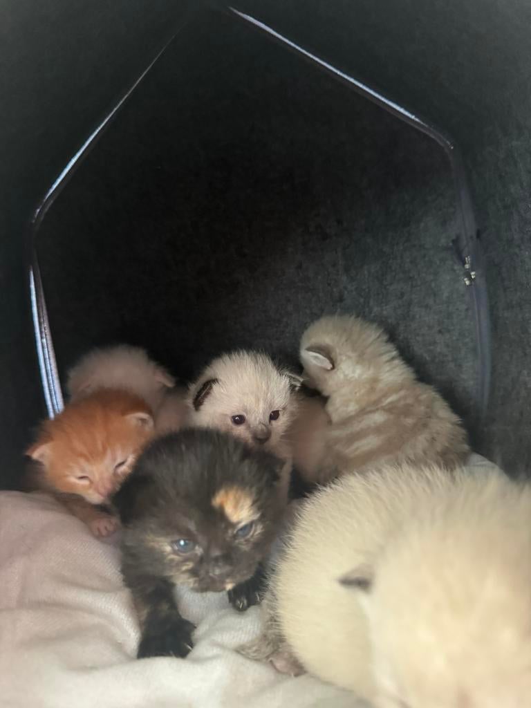 6 Fluffy Half-Ragdoll Kittens for Sale, Dieren en Toebehoren, Katten en Kittens | Raskatten | Langhaar, Meerdere dieren