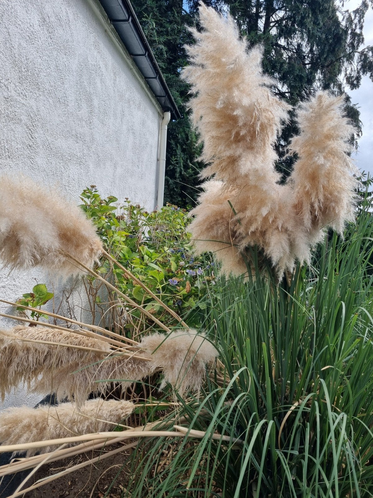 Pampas gras pluimen 3 meter, Ophalen, Volle zon, Overige soorten, 250 tot 400 cm