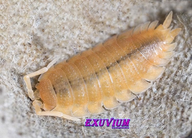 Porcellio scaber Yellow Snow isopods / pissebedden, Overige soorten