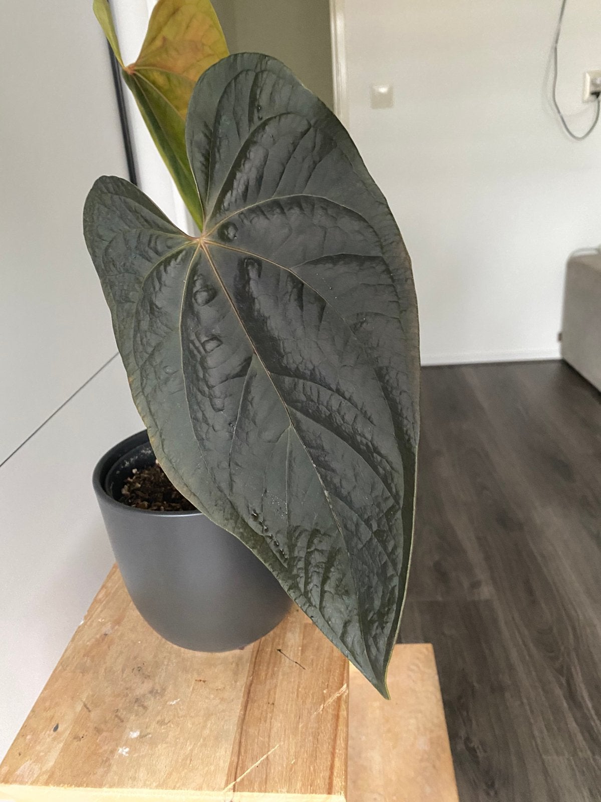 Anthurium Queen of Hearts, Ophalen, Halfschaduw, Minder dan 100 cm