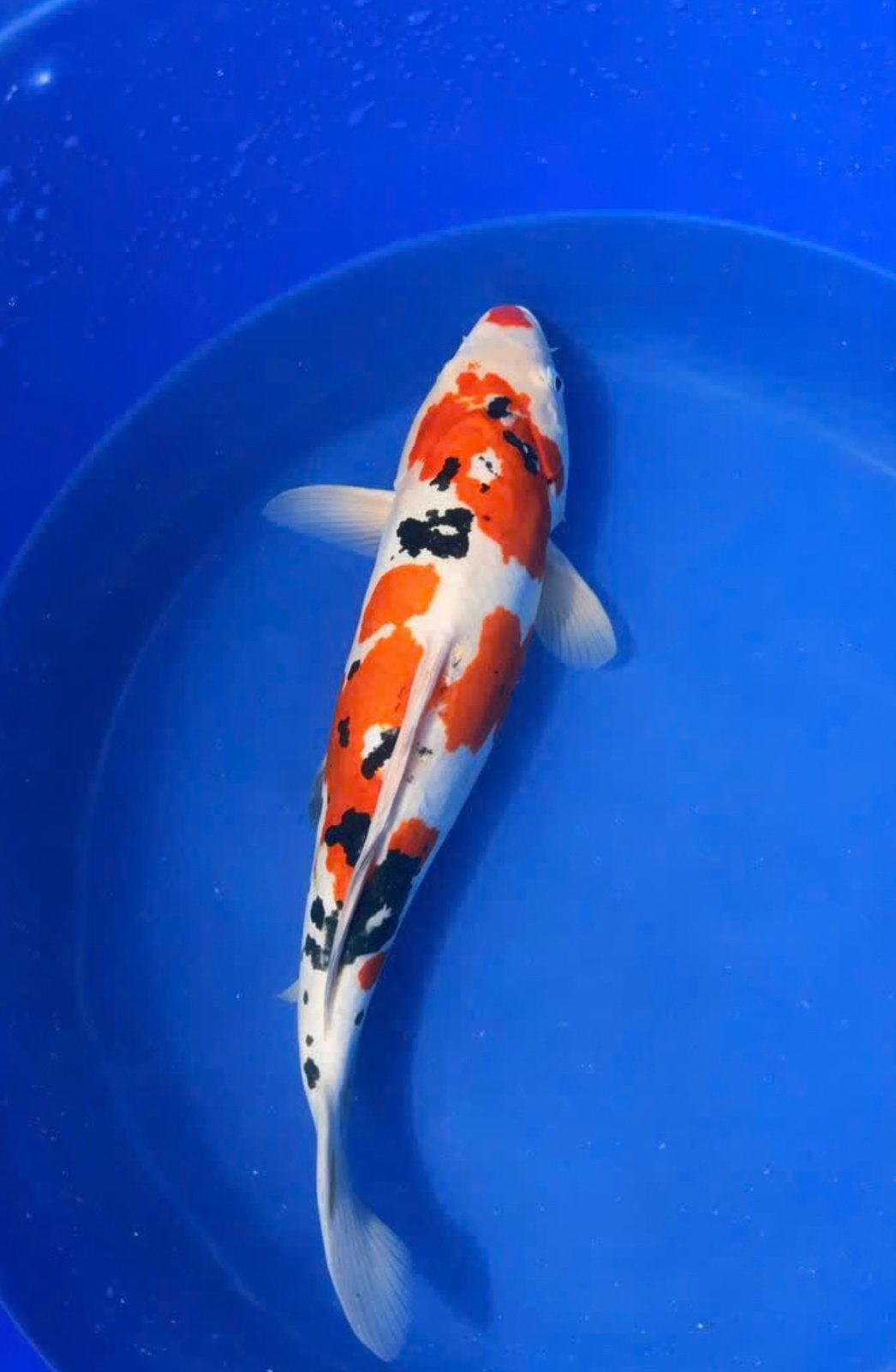 Japanse Doitsu Sanke Nisai 50cm – groeipotentie!, Dieren en Toebehoren, Karper of Koi
