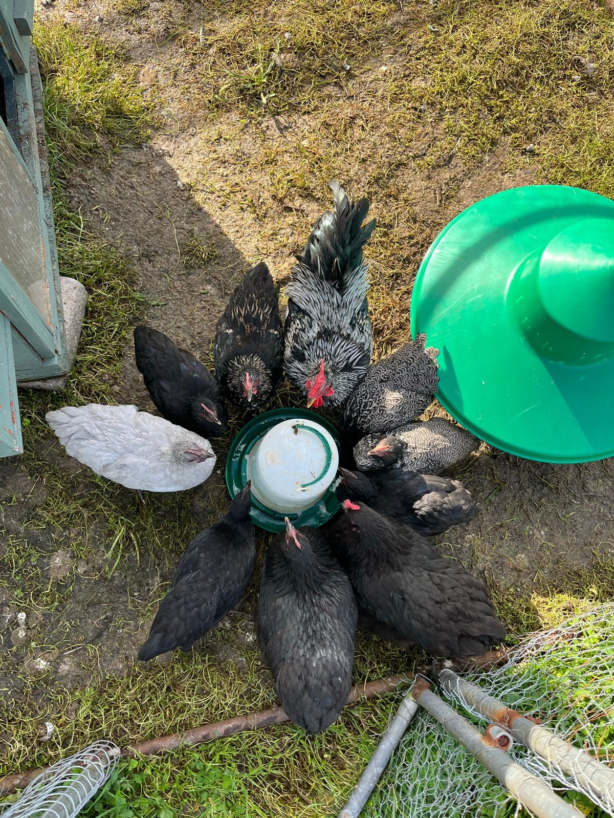 Jongen kriel kippen te koop, Dieren en Toebehoren, Meerdere dieren, Kip