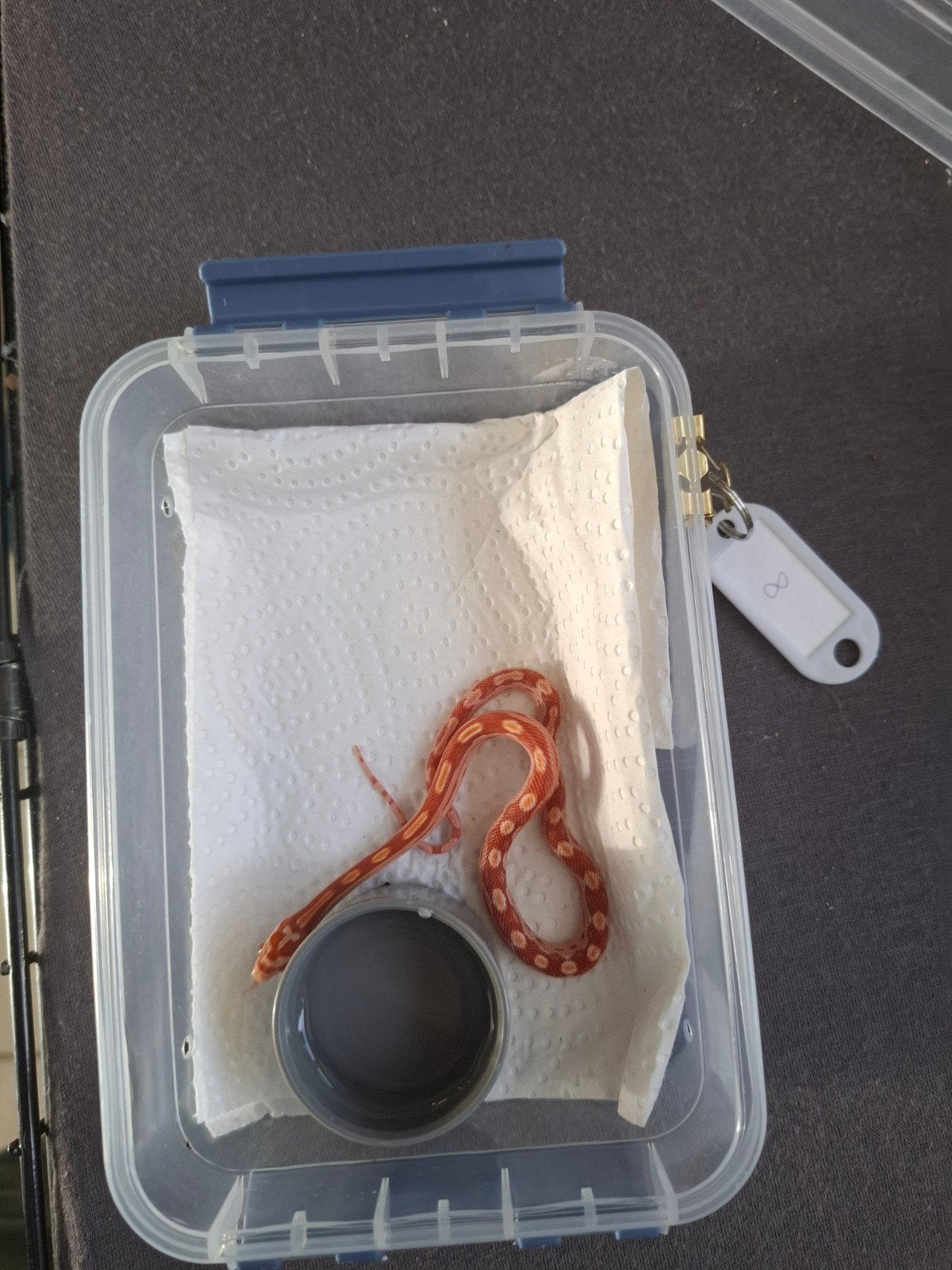 Rode rattenslangen zoeken nieuw thuis Corn Snake photo 8