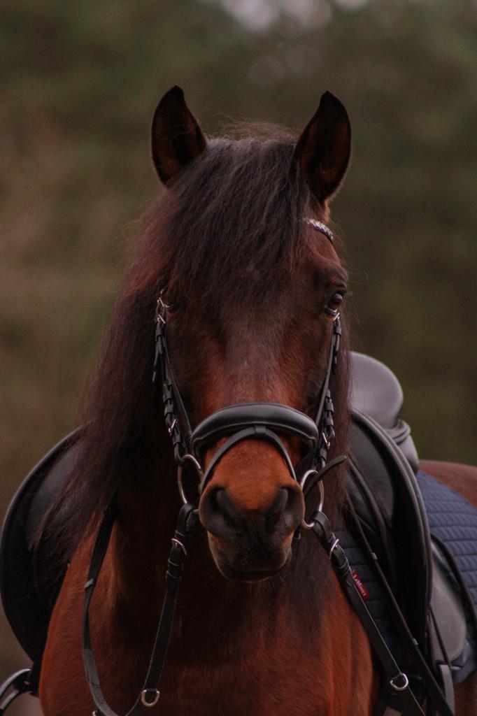 Knappe e pony, Gechipt, Minder dan 160 cm, Ruin, L