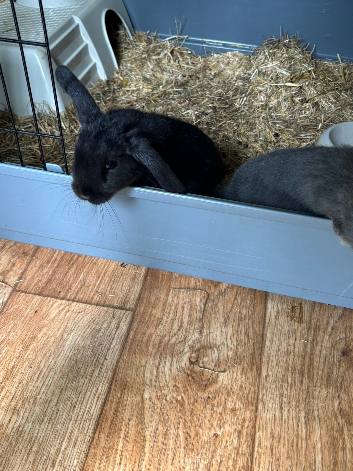Superlief babykonijntje zwart, Dieren en Toebehoren, Mannelijk, Dwerg, Hangoor