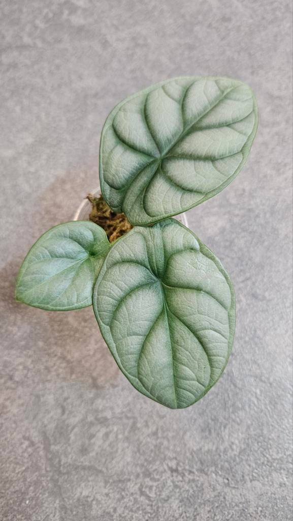 Alocasia Silver Dragon, Ophalen of Verzenden, Halfschaduw, Minder dan 100 cm