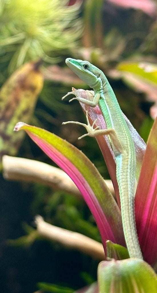 2 Mannetjes Smaragd Langstaarthagedissen, Dieren en Toebehoren, Hagedis, 0 tot 2 jaar
