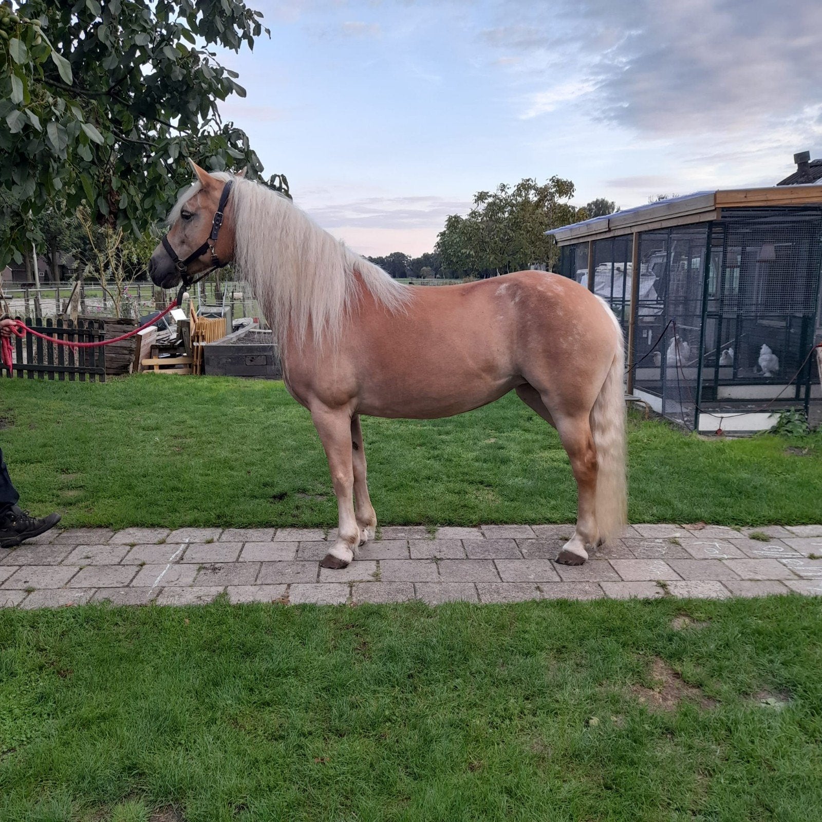 te koop 8 jarige haflinger drachtige merrie, Met stamboom, Zadelmak, 7 tot 10 jaar, Merrie