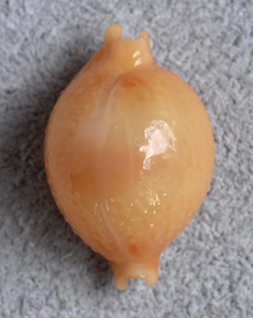Schelpen: Cypraea bistrinotata sublaevis 20mm (Gem), Ophalen of Verzenden, Schelp(en)