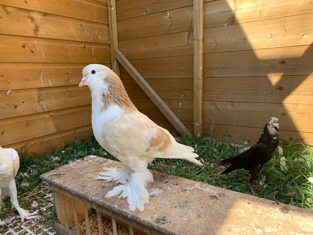 Lahore doffer, Mannelijk, Overige soorten
