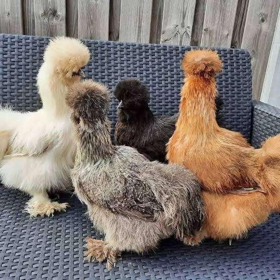 Zijdehoen kippen  [ Groot en krielkippen ], Dieren en Toebehoren, Vrouwelijk, Kip