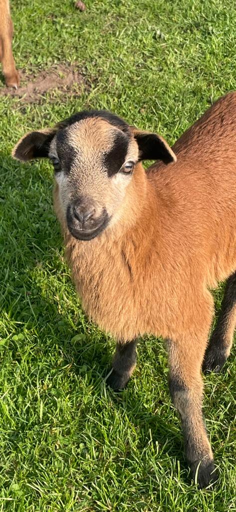 Bbb x kameroen Vader moeder en 2 boklammeren, Dieren en Toebehoren