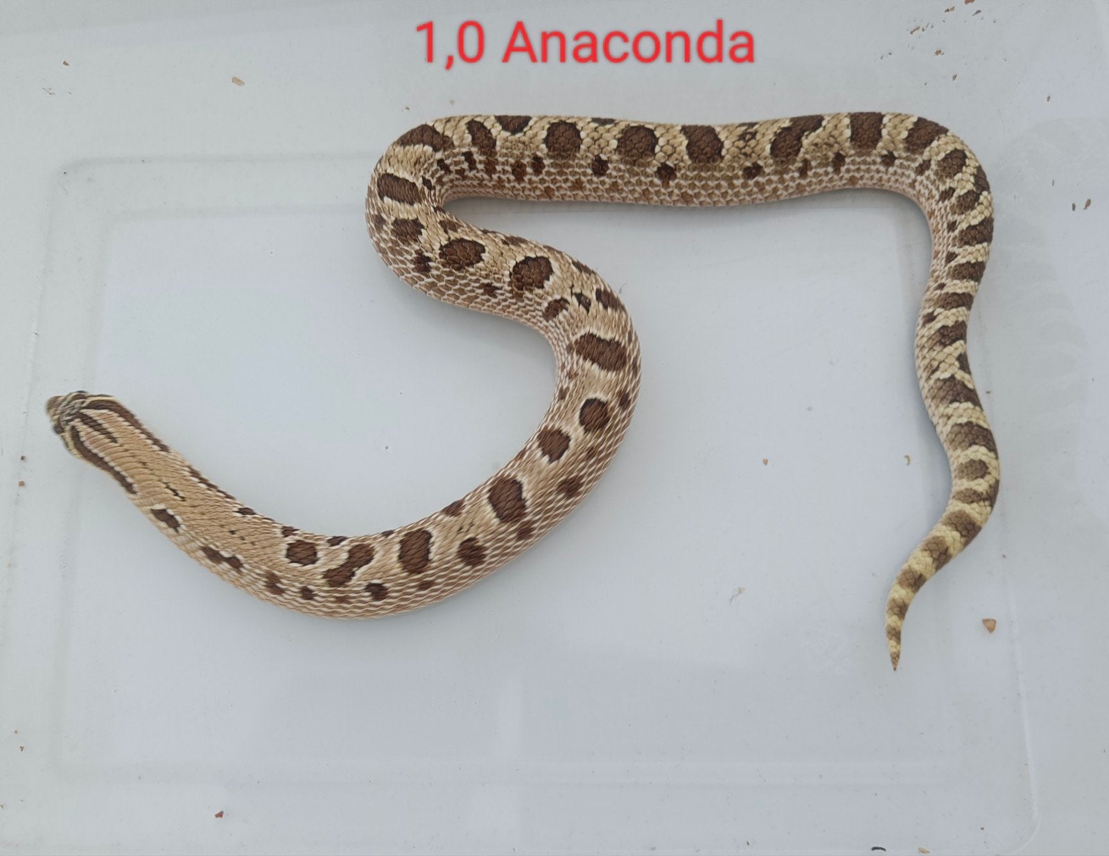 Haakneusslangen - Heterodon nasicus Hognose Snake photo 6