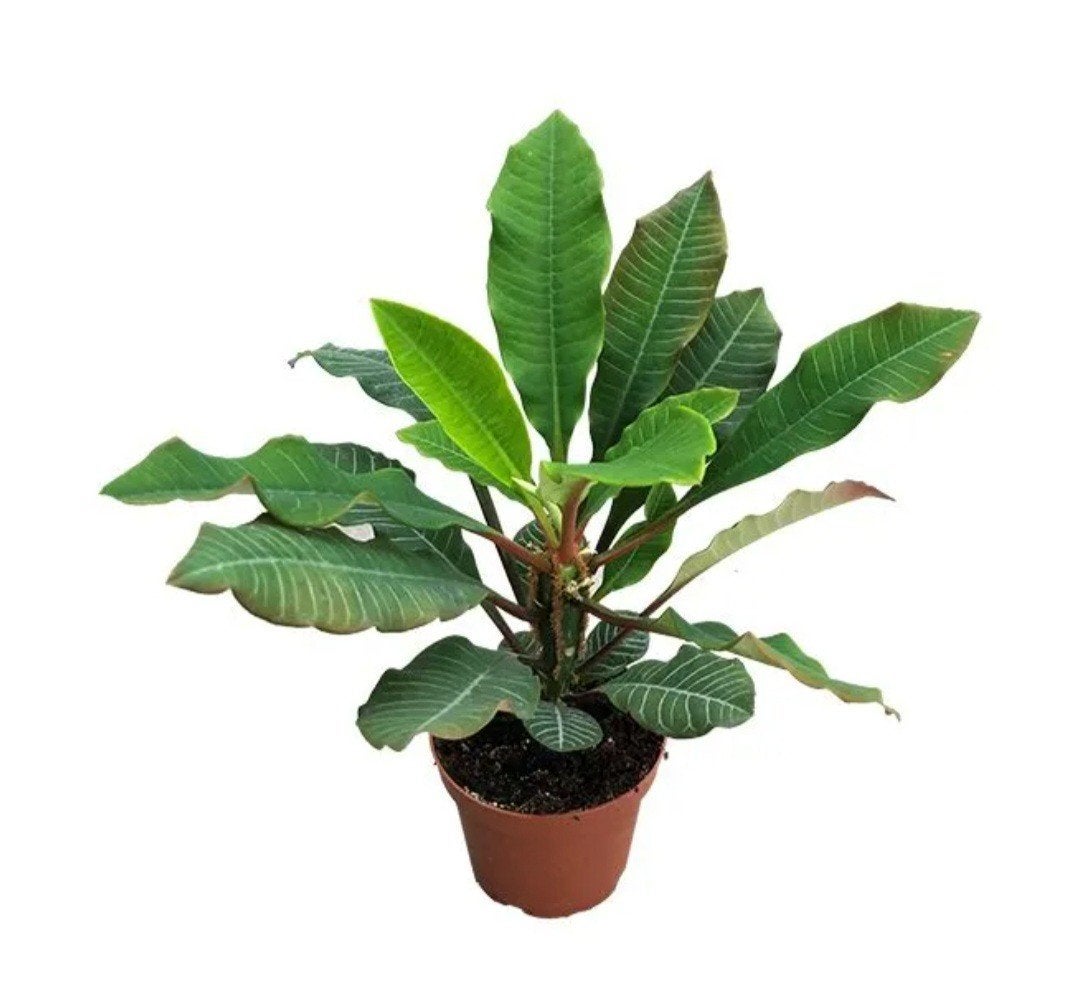 Veel zaden van een (gezonde) Madagaskar Jewel, Huis en Inrichting, Kamerplanten, Ophalen of Verzenden, Overige soorten, Volle zon