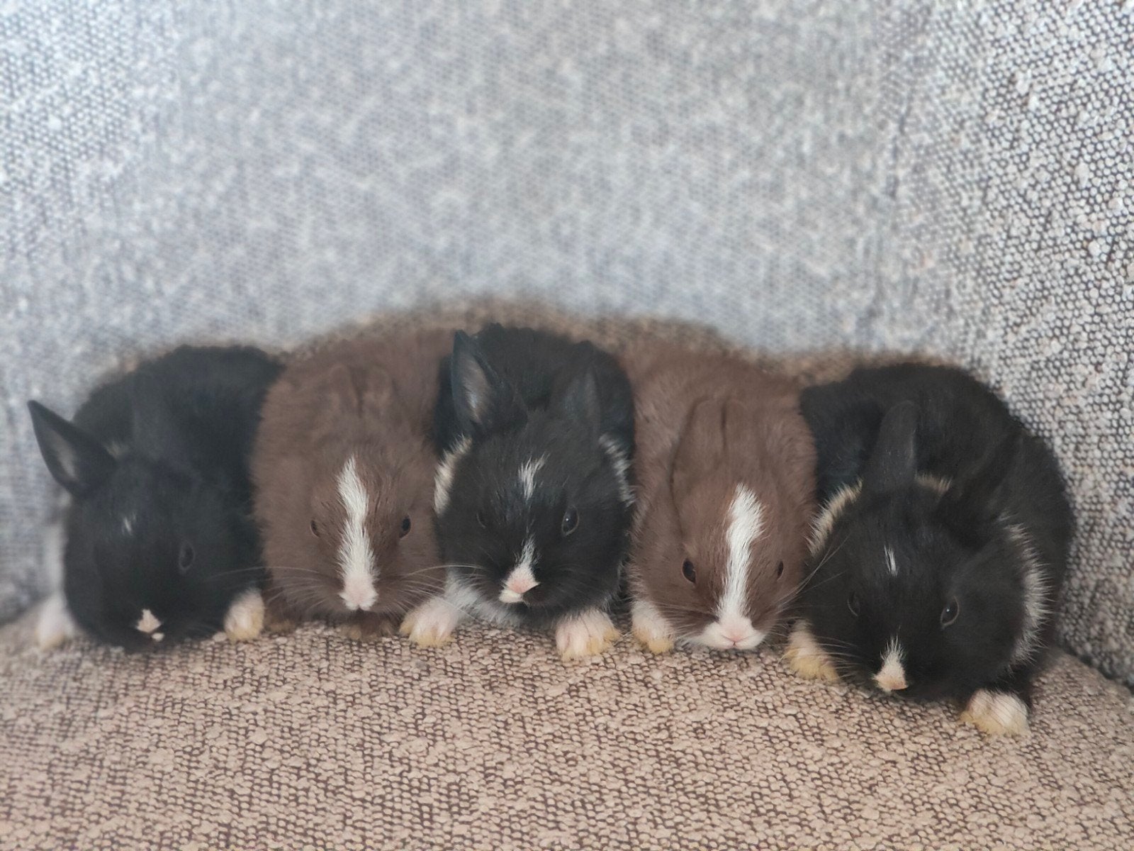 Dwergkonijntjes, kleurdwerg, Dieren en Toebehoren, Konijnen, Meerdere dieren