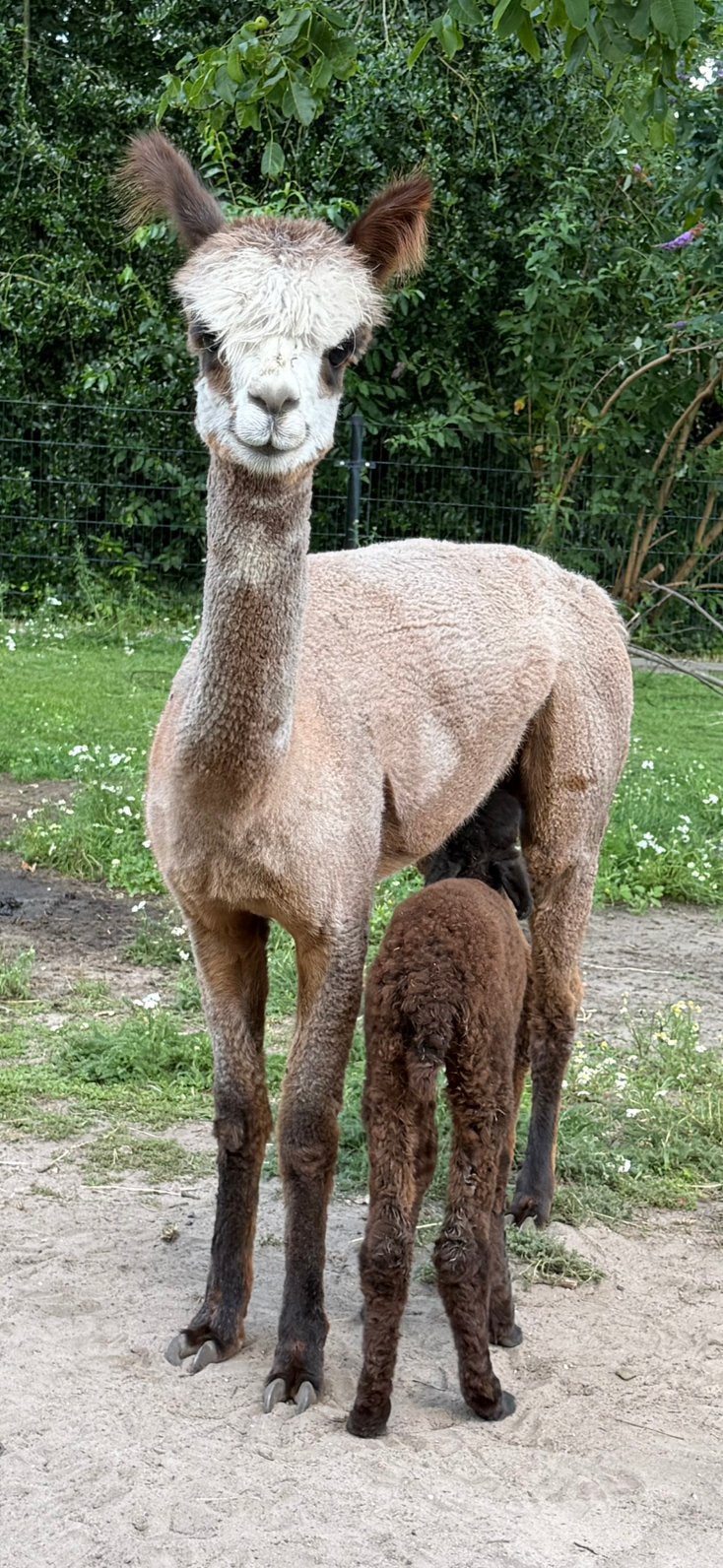 Alpaca merrie met stamboom te koop, Dieren en Toebehoren, Overige Dieren, Mei, Vrouwelijk