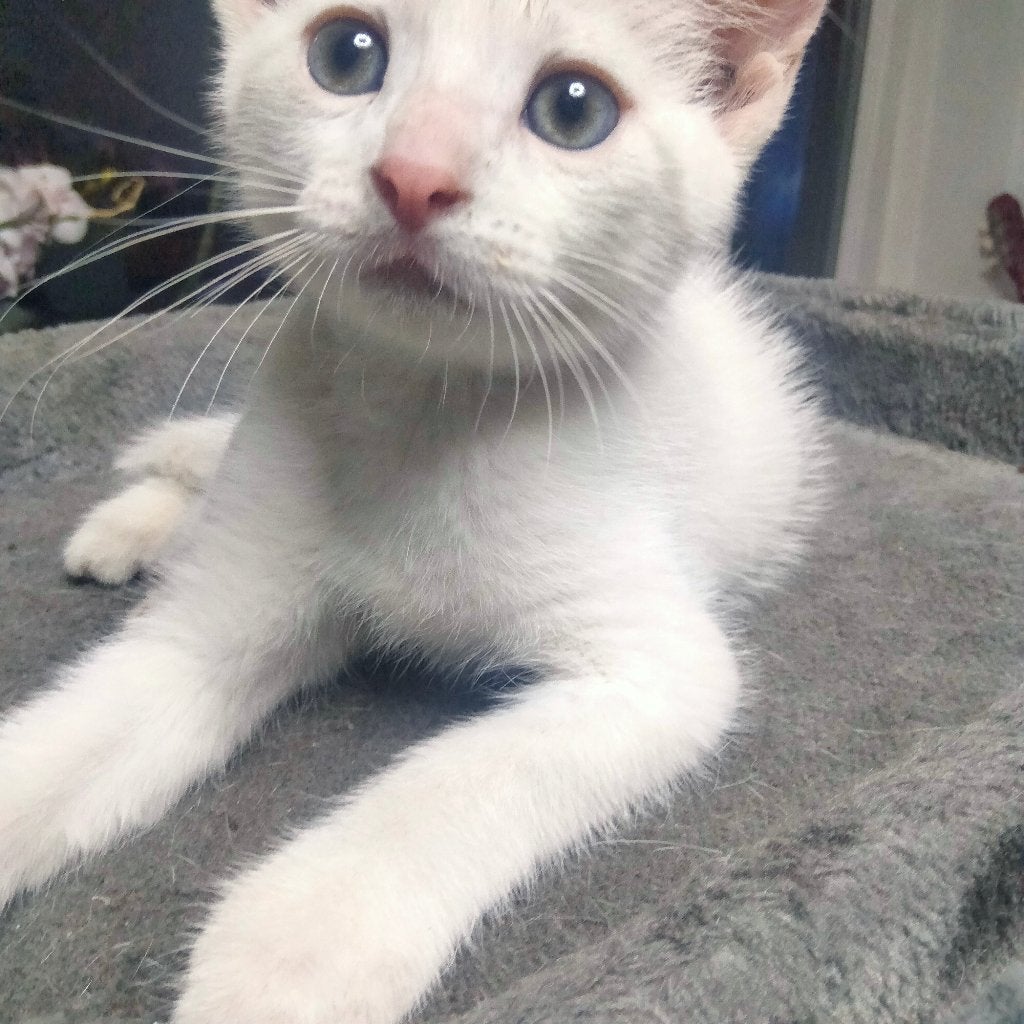 Witte kat uit Breda