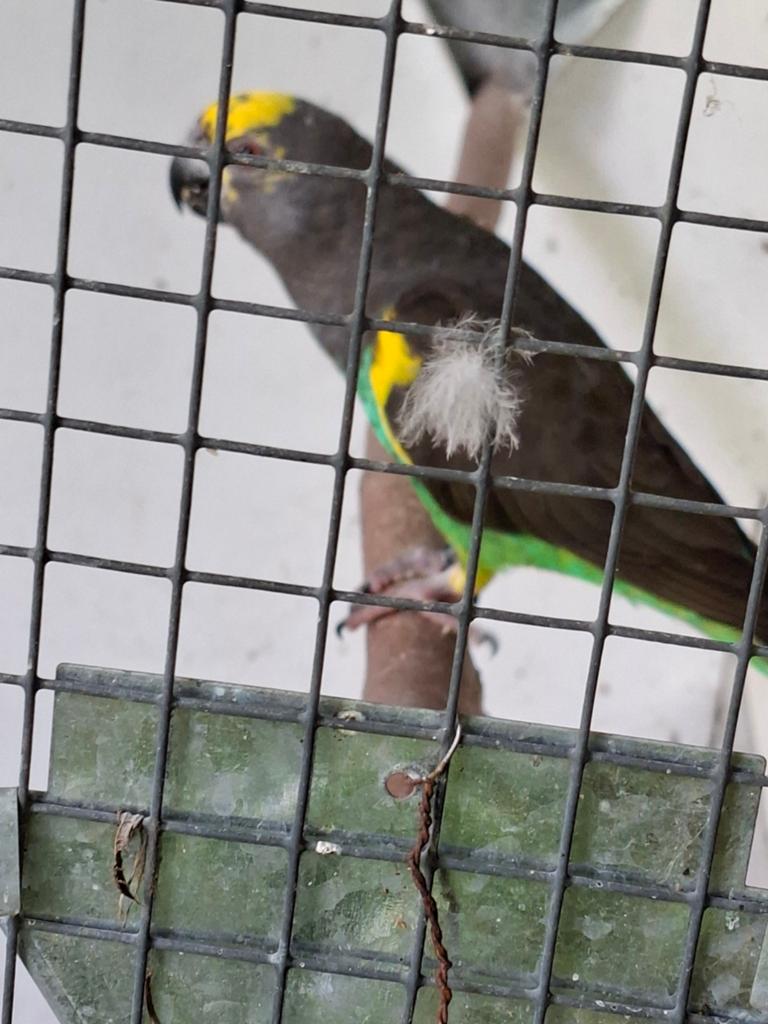 Meyer papegaaien 1-1, Meerdere dieren, Papegaai