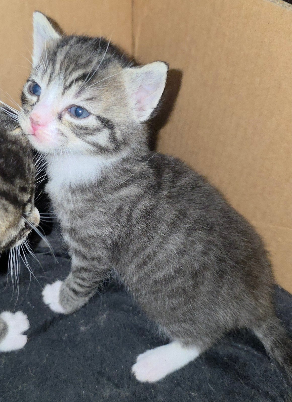 Nog 3 kittens zoeken vanaf 22-08 een nieuw huisje, Kater, Kortharig, 0 tot 2 jaar