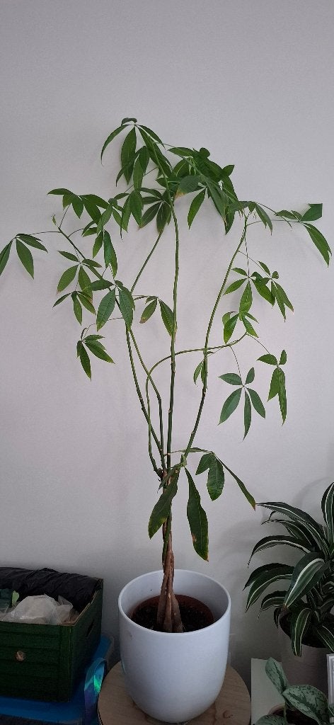 Kamerplant(pachira), Geldboom.Gratis op te halen., Ophalen, 100 tot 150 cm, Overige soorten, Halfschaduw