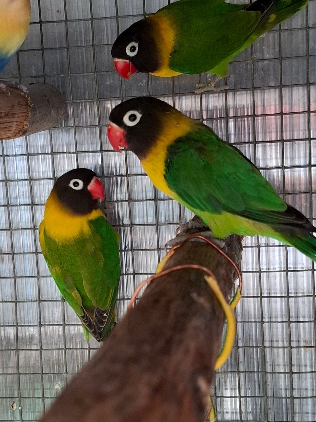 Koppel personata!!, Dieren en Toebehoren, Vogels | Parkieten en Papegaaien, Meerdere dieren, Dwergpapegaai of Agapornis