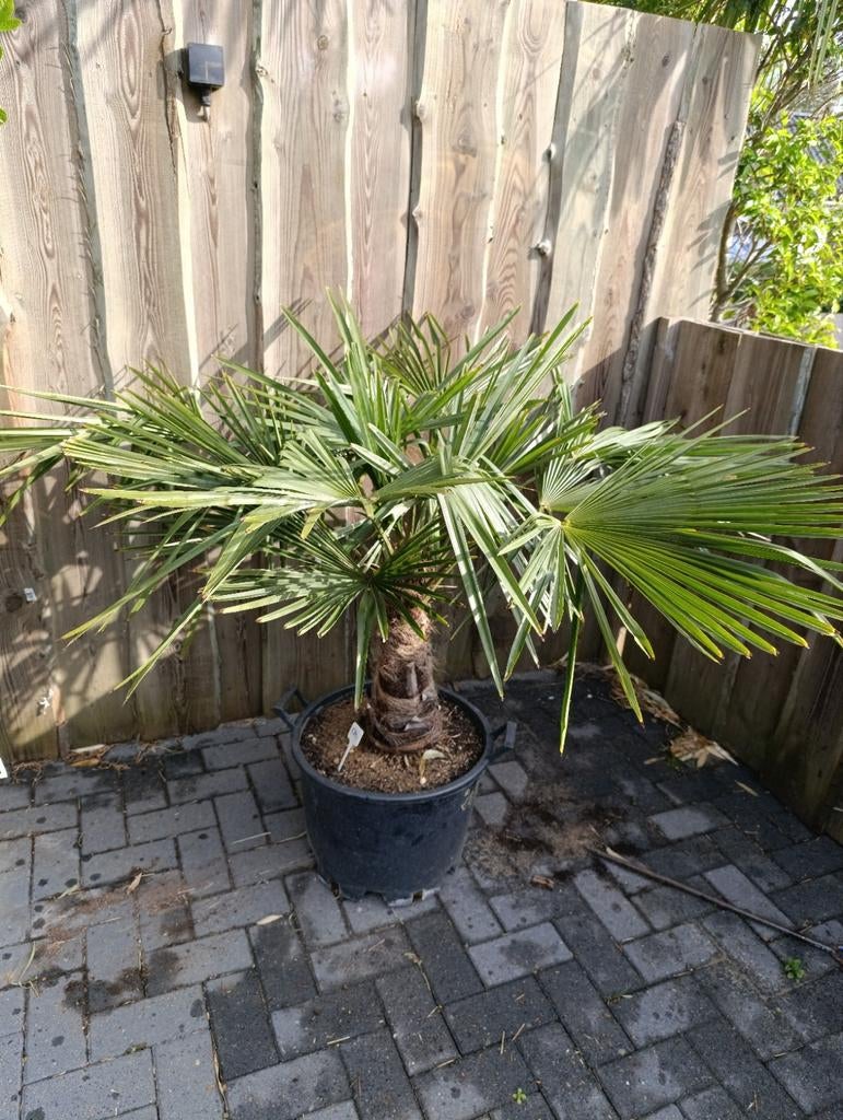 Palmboom winterhard, Tuin en Terras, Ophalen, Bloeit niet, Overige soorten, Volle zon