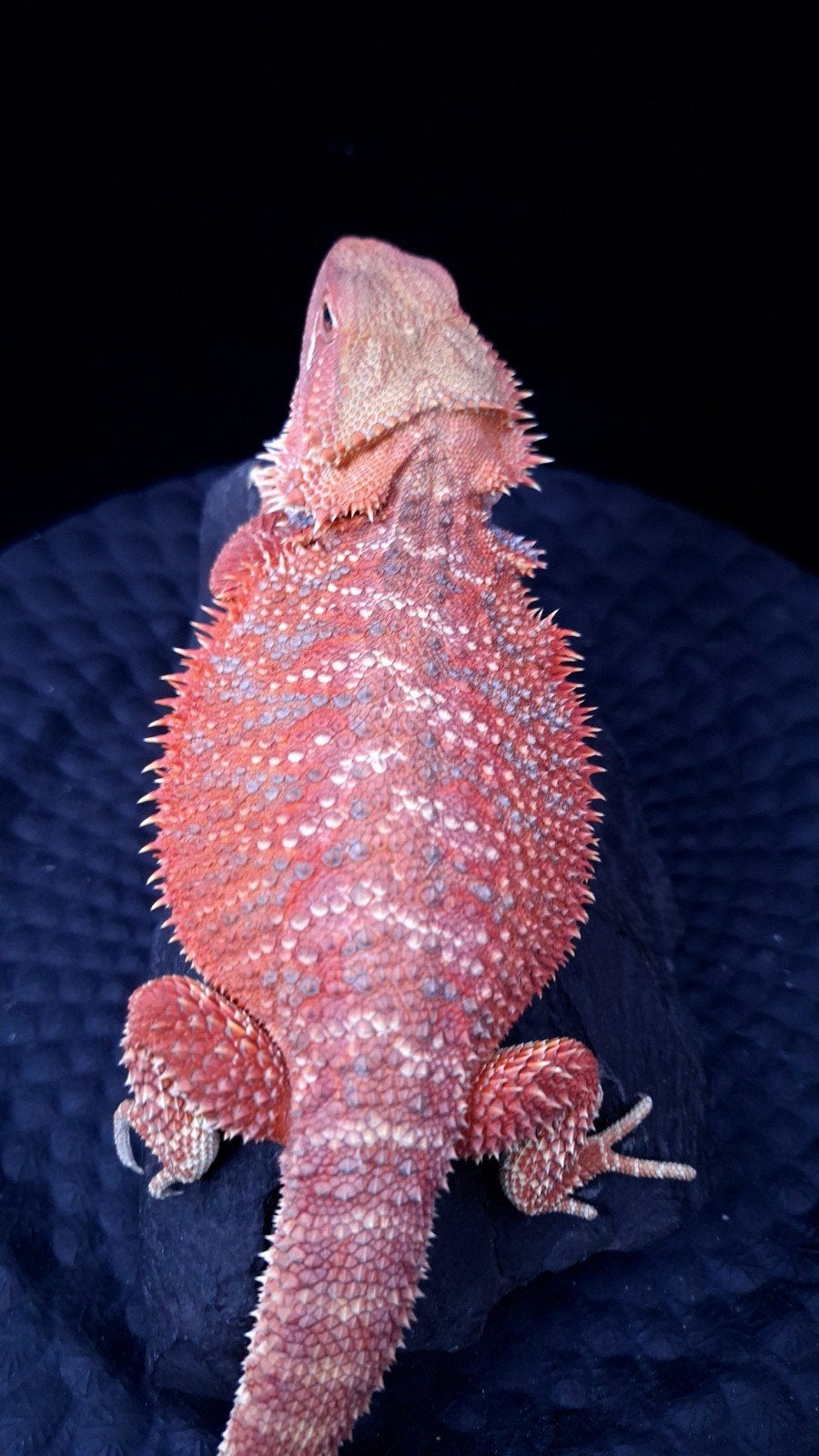 Red/Purple Hypo Blue Bar Baardagaam Vrouw (Holdback) Bearded Dragon photo 7