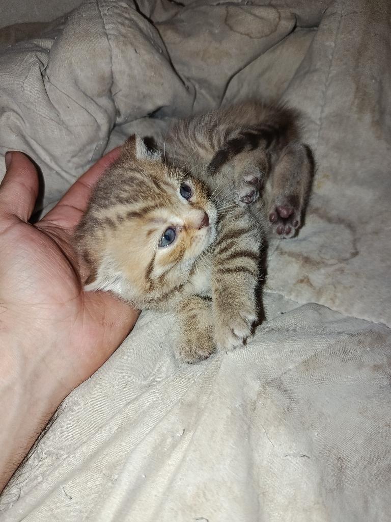 Britse korthaar kittens :D, Meerdere dieren, Ontwormd