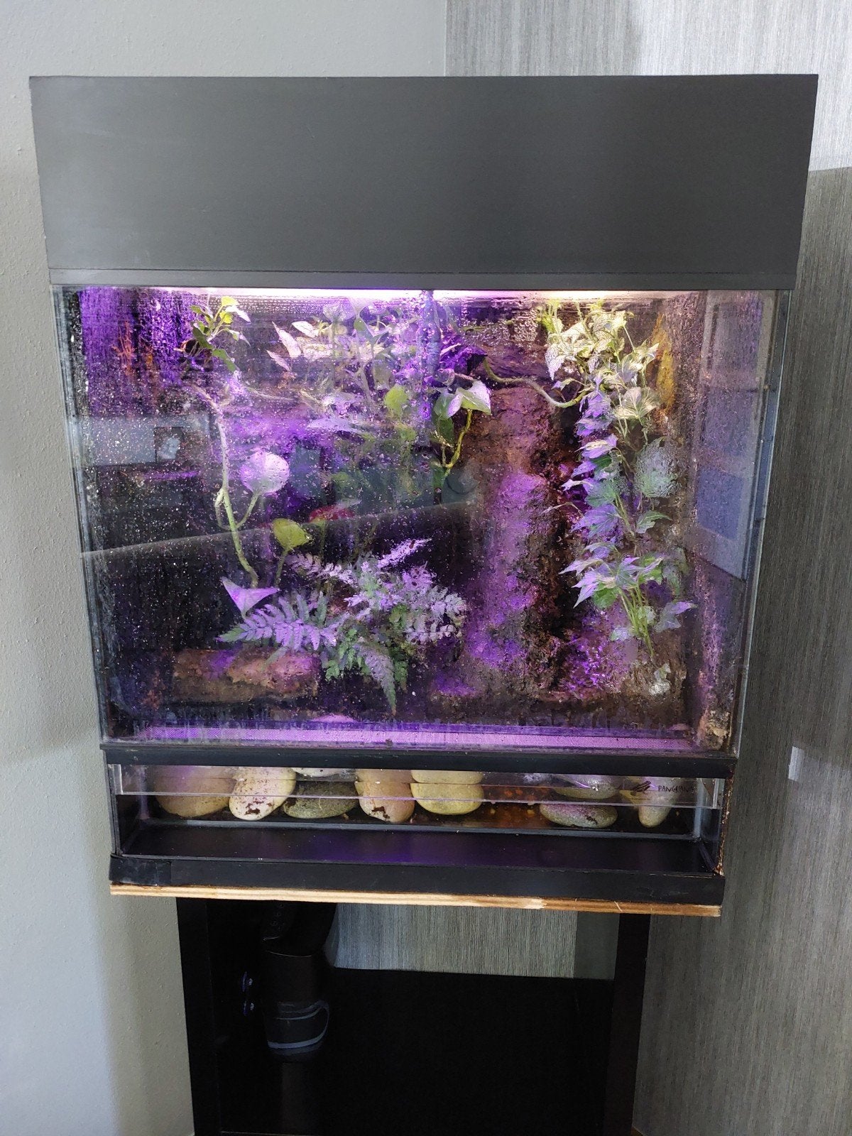 Paludarium compleet draaiend, Slang, 0 tot 2 jaar