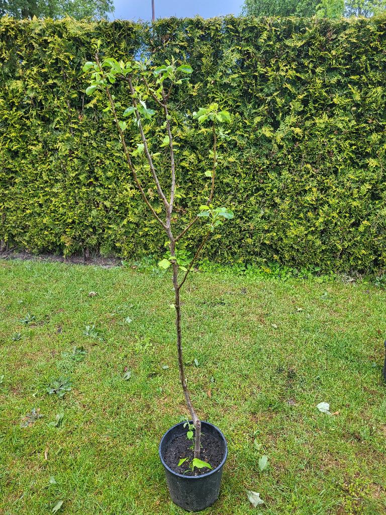 Perenboom, Ophalen, Lente, Volle zon, 100 tot 250 cm