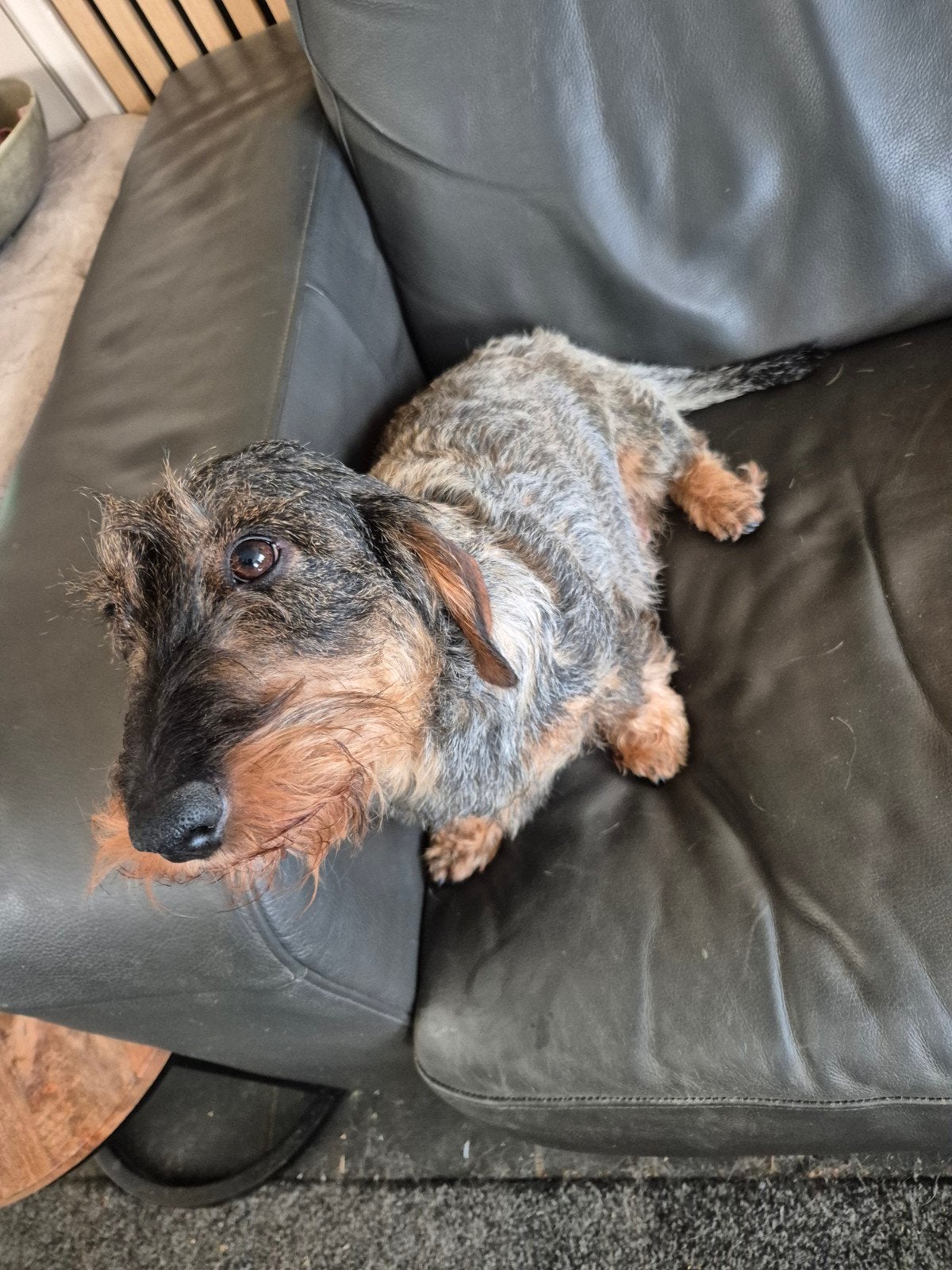 Nest aankondiging van onze Pepper ruwhaar teckel pups., Standaard, 8 tot 15 weken, Parvo, Meerdere