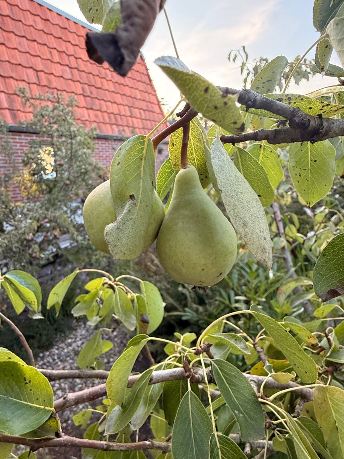 Perenboom - Verse Peren uit Eigen Tuin, Tuin en Terras, Ophalen, Lente, Volle zon, Perenboom