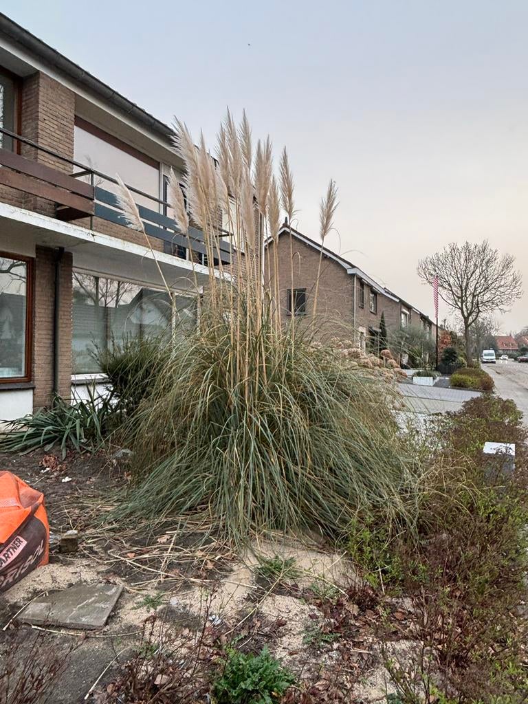 Groot Pampasgras - zelf uitgraven, Ophalen, Volle zon, Vaste plant, Siergrassen