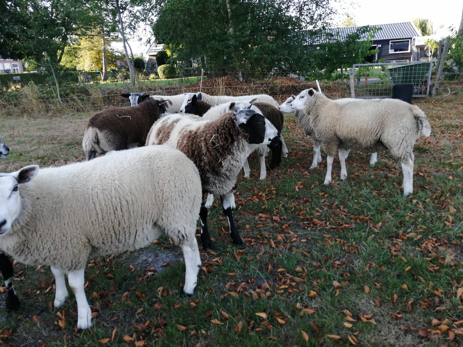 Bonte dekrammen., Mannelijk, Schaap