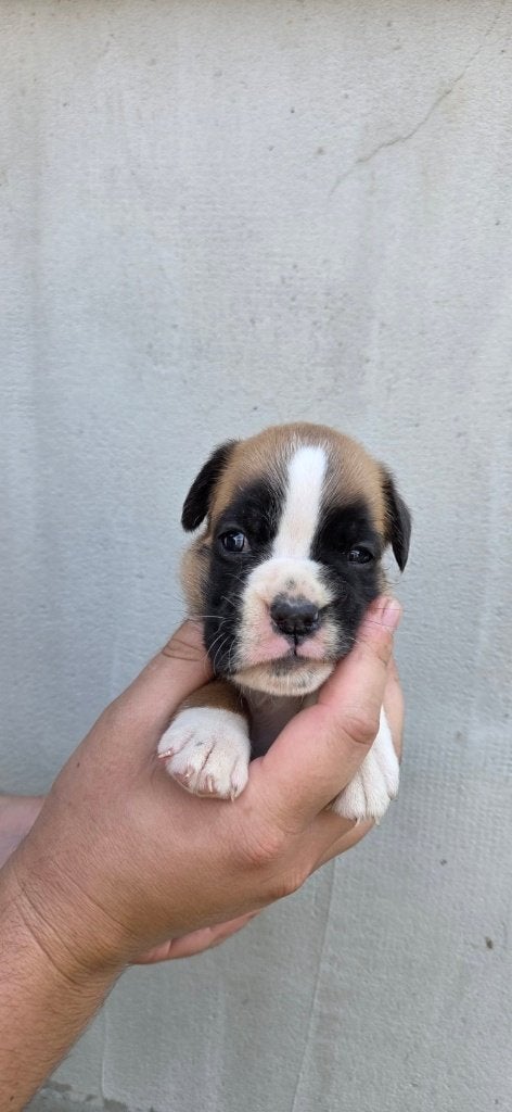 Boxer pups, Overige rassen, 8 tot 15 weken, Parvo, Meerdere