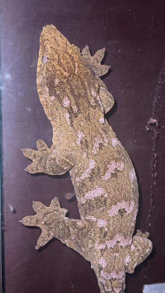 Rhacodactylus leachianus 0.1 pine island cb23, Hagedis, 0 tot 2 jaar