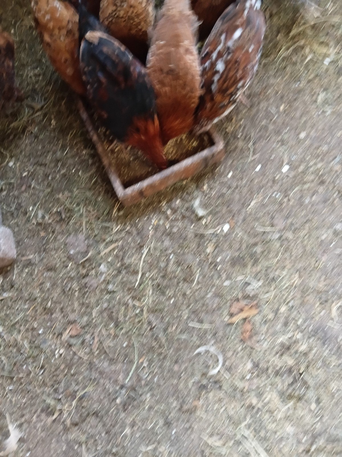 jongehennetjes, Dieren en Toebehoren, Pluimvee, Mannelijk, Kip