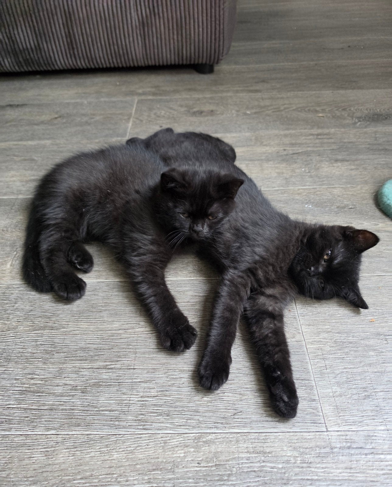 Laatste 3 Korthaar kittens mogen direct mee! (Katers), Kater, Ontwormd