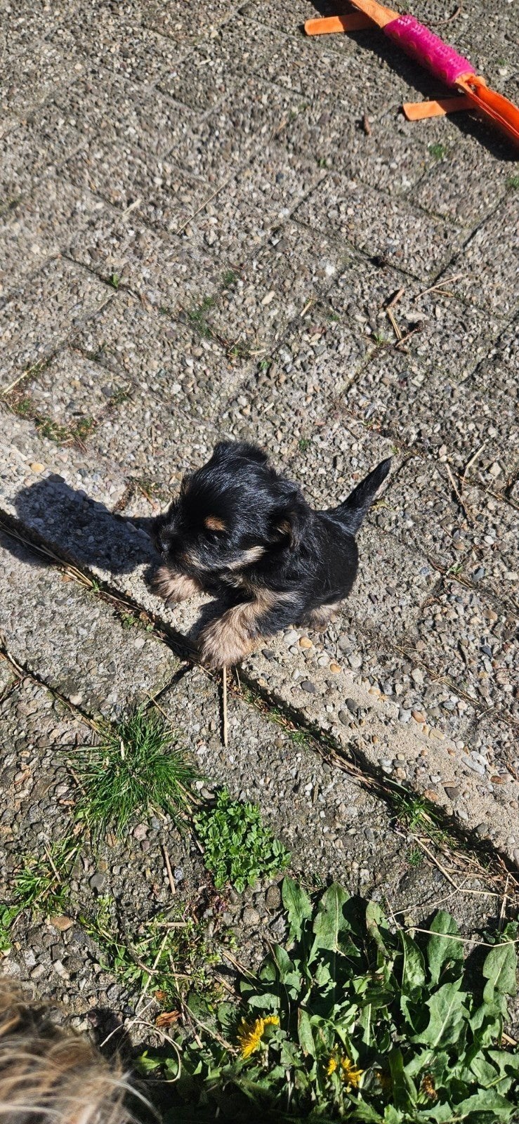 Boomer pup, Yorkshire Terriër, 8 tot 15 weken, Teef, Eén hond