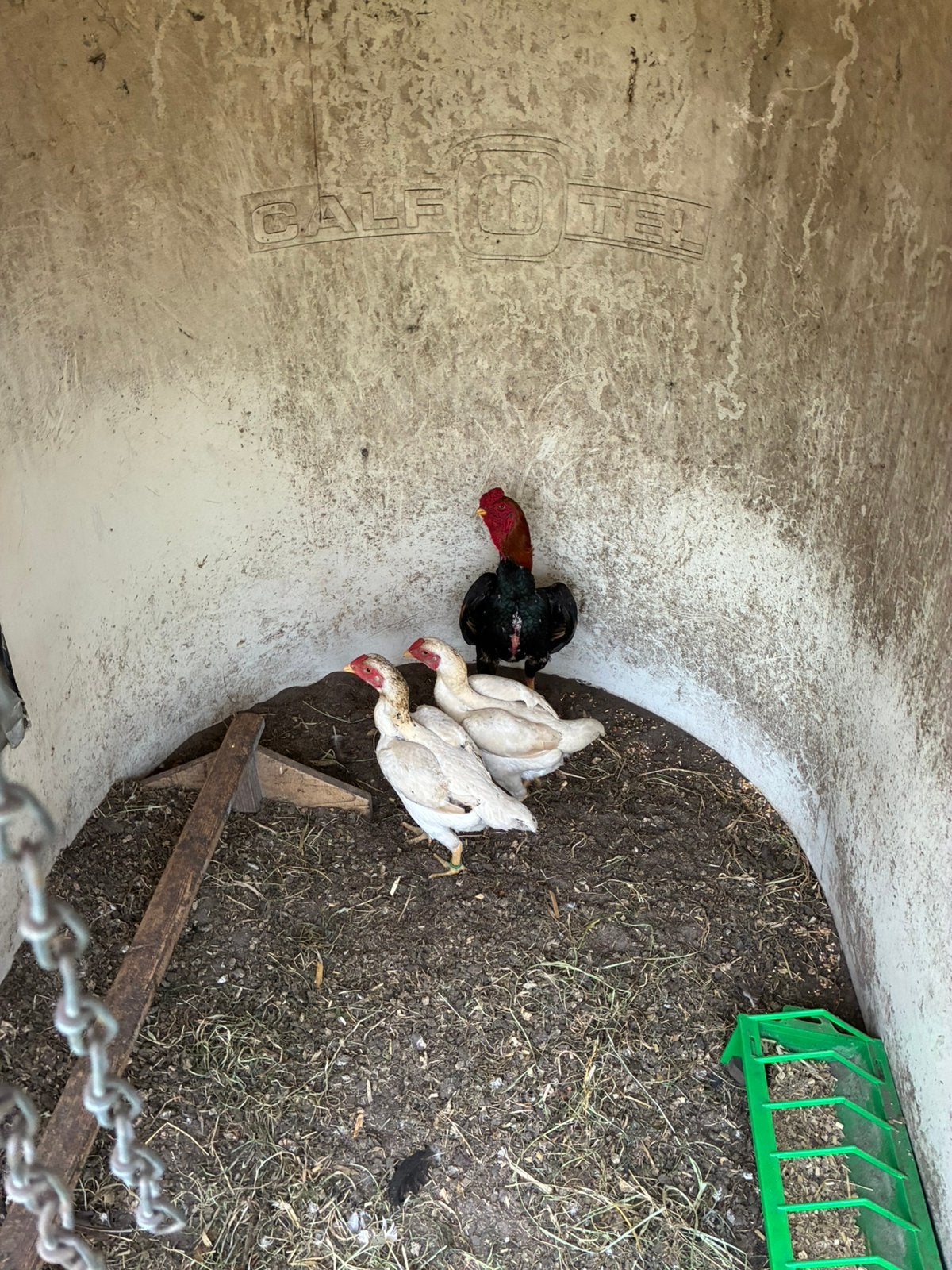 Trio Ko Shamo, Dieren en Toebehoren, Meerdere dieren, Kip