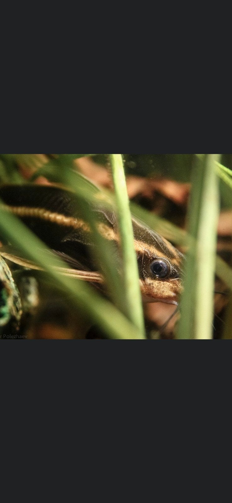 platydoras costatus / gestreepte meerval, Vis