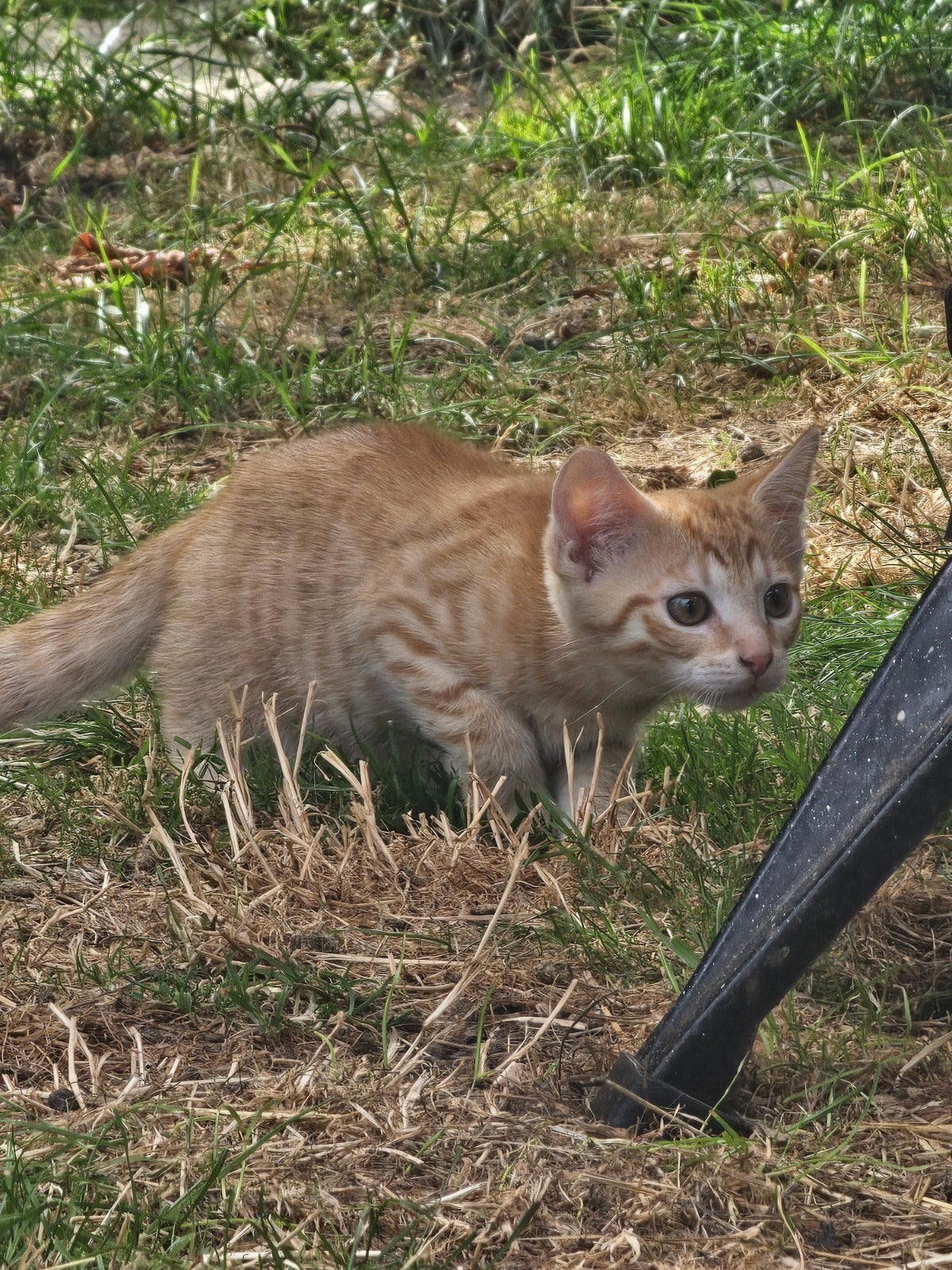 4 enthousiaste speelse kittens, nog 2 over, Dieren en Toebehoren, Katten en Kittens | Overige Katten, Meerdere dieren, Kortharig