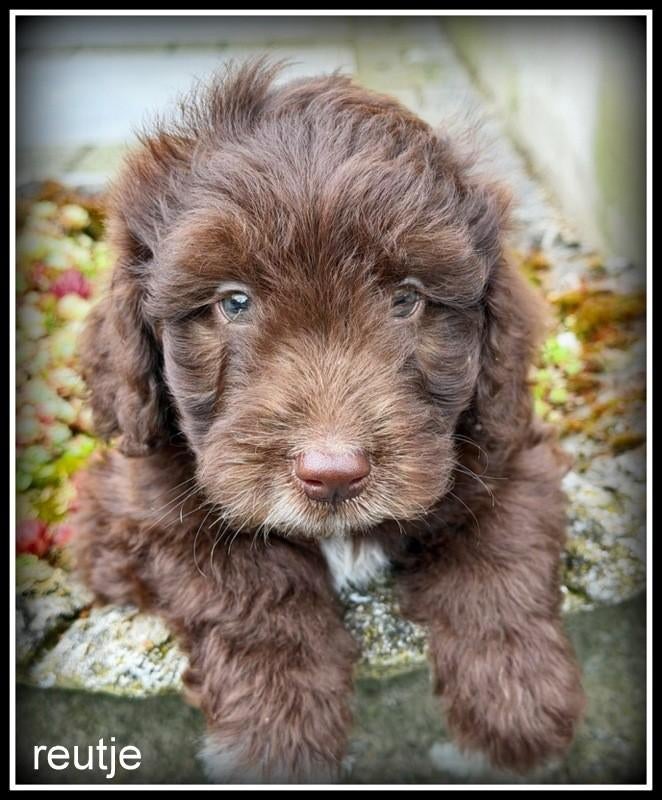 Bordoodle F1b pups. ( Bordoodle x Labradoodle ), Dieren en Toebehoren, Nederland, Parvo, Overige rassen, 8 tot 15 weken