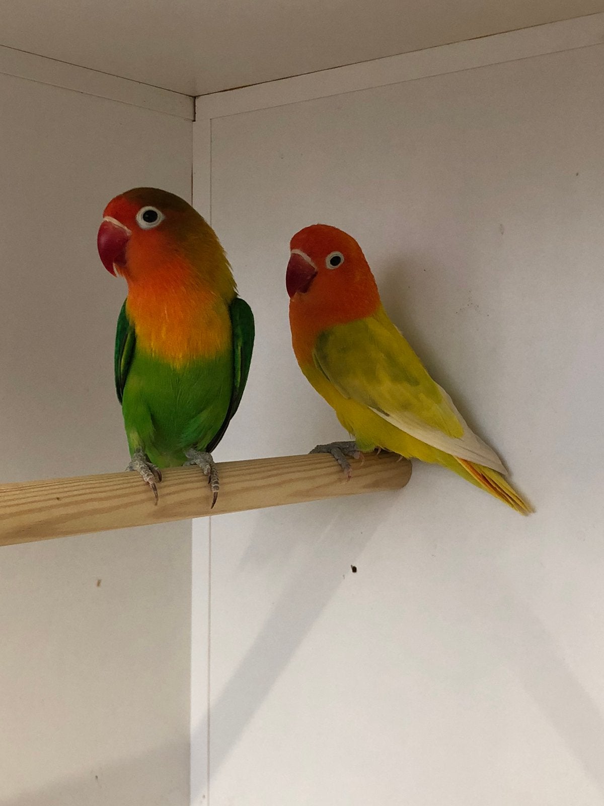 Div kleuren fischeri,s, Meerdere dieren, Dwergpapegaai of Agapornis