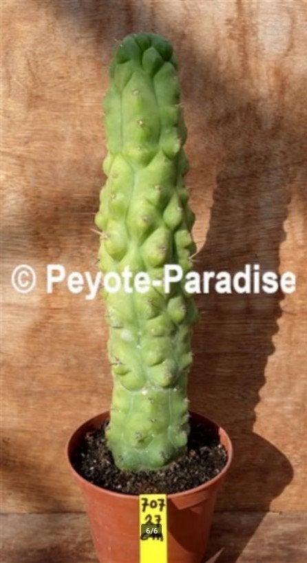 San Pedro Cactussen - DE ECHTE ! - Vormen en variëteiten, Huis en Inrichting, Verzenden, Cactus, Minder dan 100 cm, Volle zon