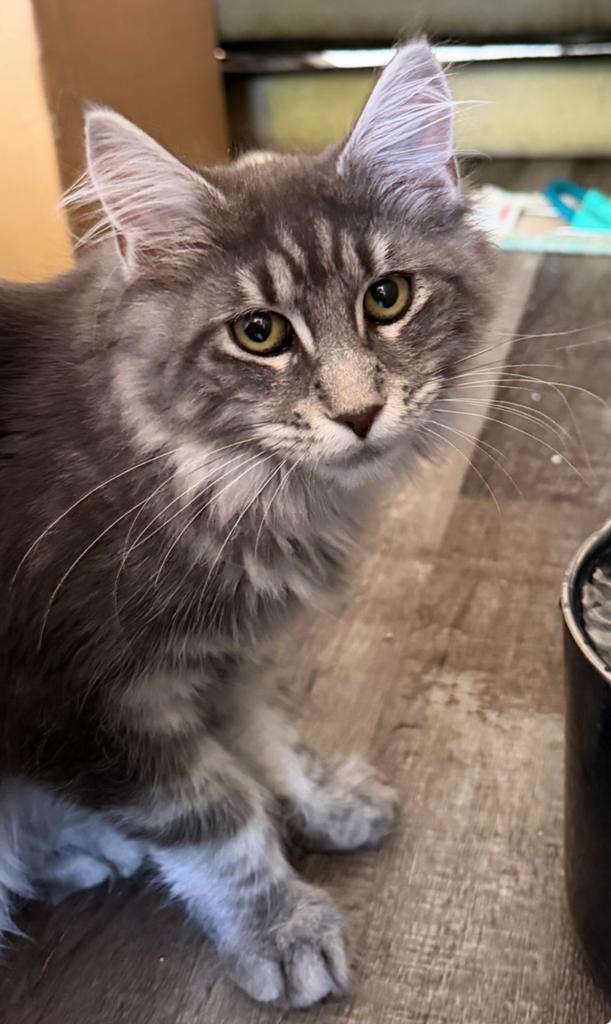 Maine coon russische lijnen kitten XXL nog 1 poesje, Dieren en Toebehoren, Meerdere dieren, Gechipt, 0 tot 2 jaar