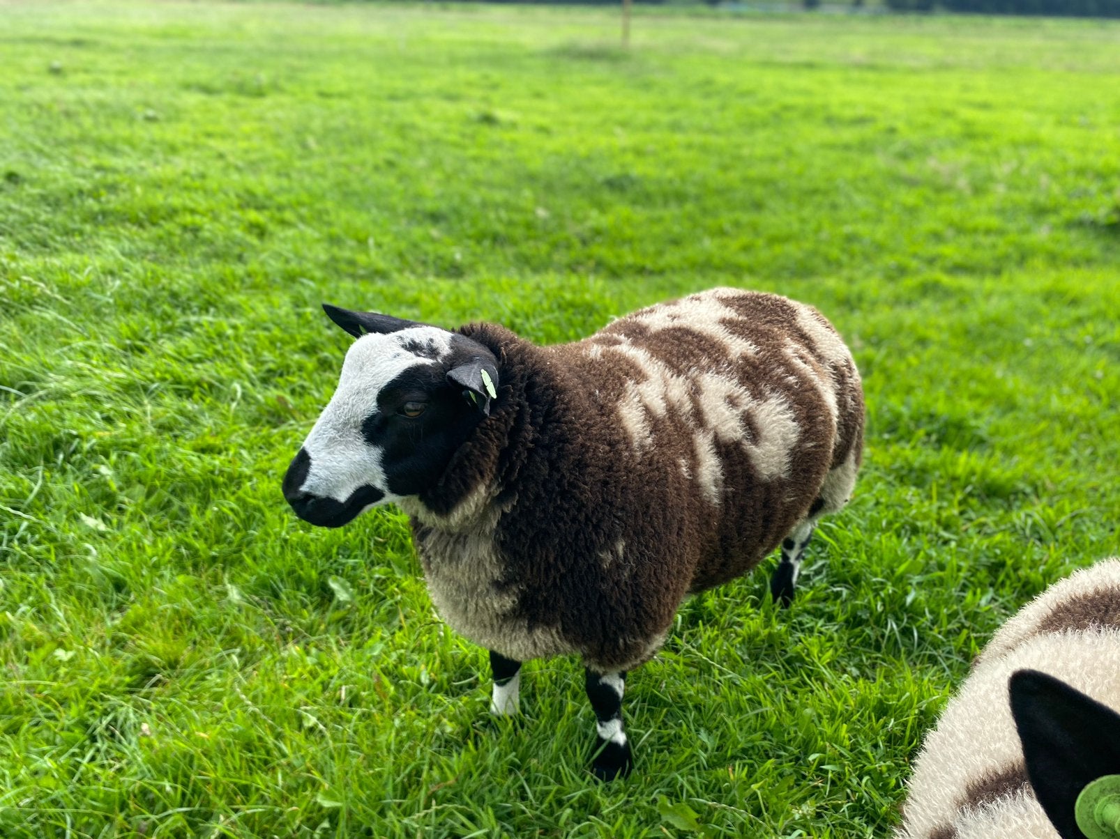 Bonte dekrammen zwoegervrij, Dieren en Toebehoren, Mannelijk, Schaap, 0 tot 2 jaar