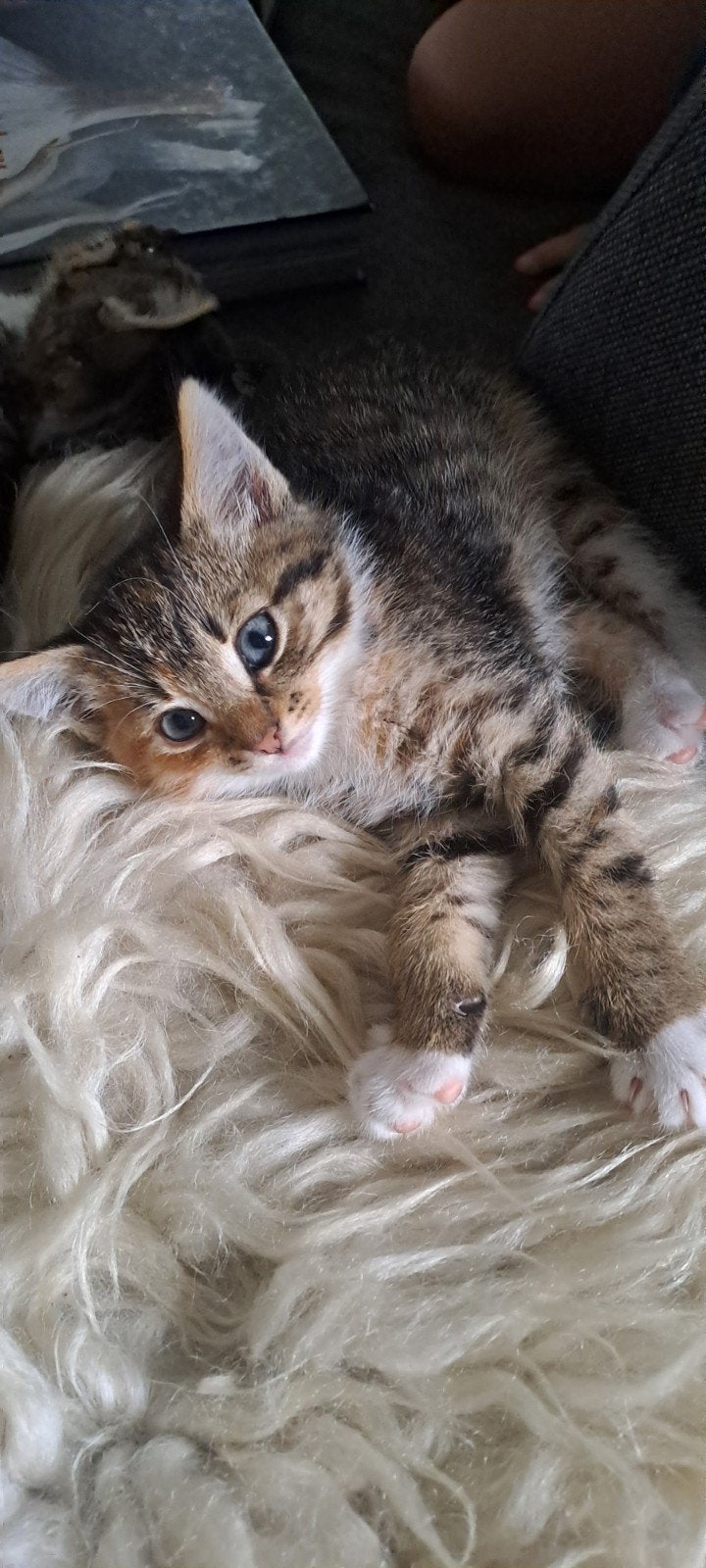 Lieve aanhankelijke kittens