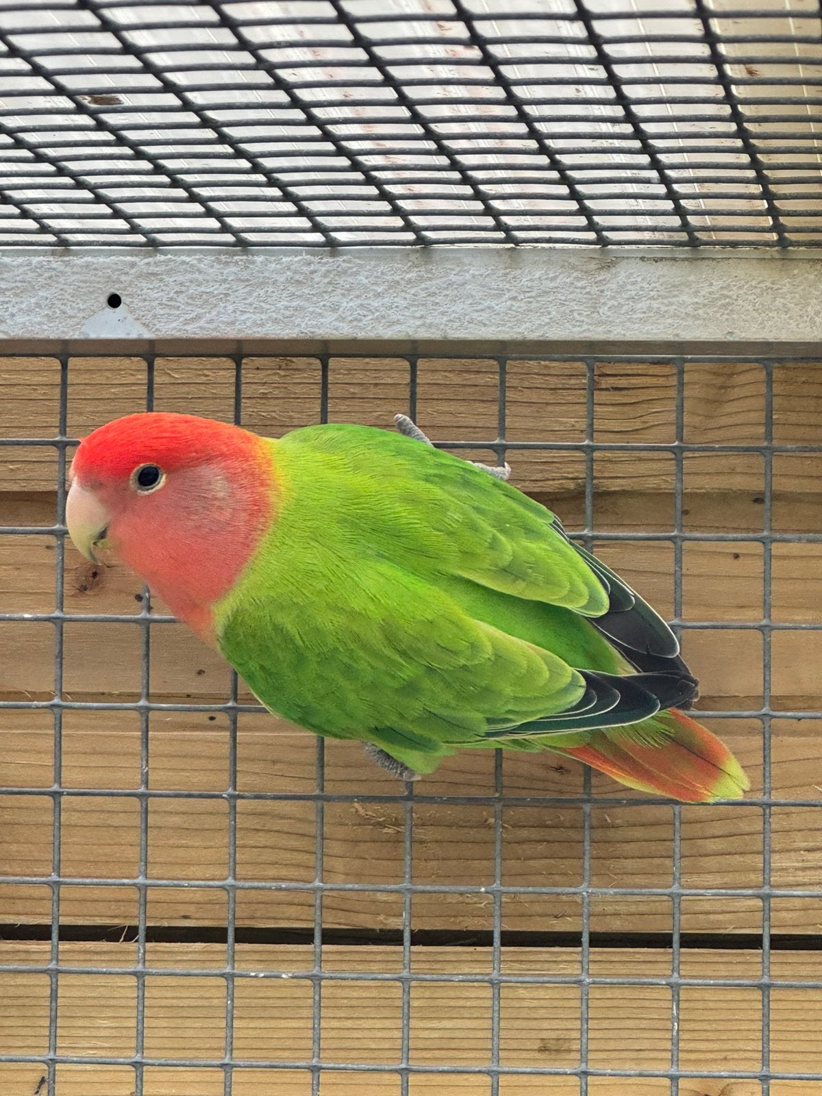 Agapornis roseicollie dwergpapegaai pop    2026, Dieren en Toebehoren, Vogels | Parkieten en Papegaaien, Vrouwelijk, Dwergpapegaai of Agapornis